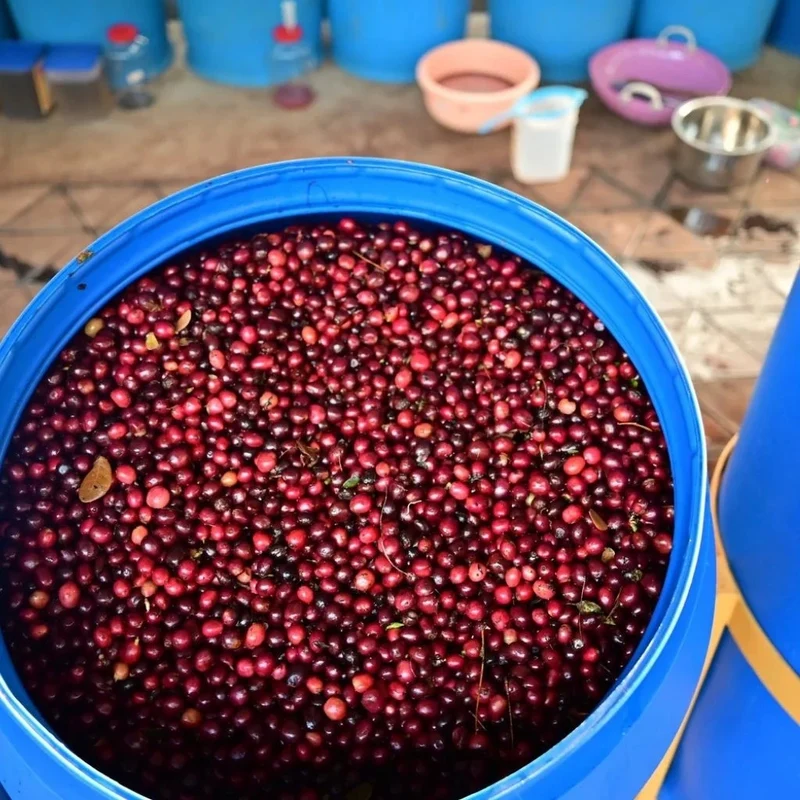 Komal, Espresso aus Indien