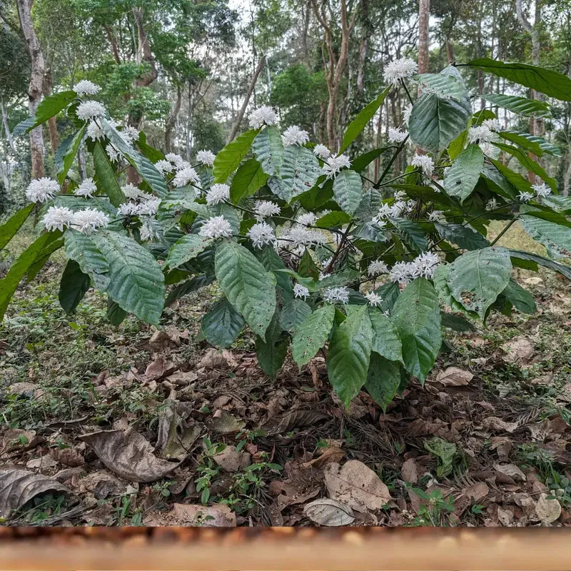 Bharath - Espresso aus Indien