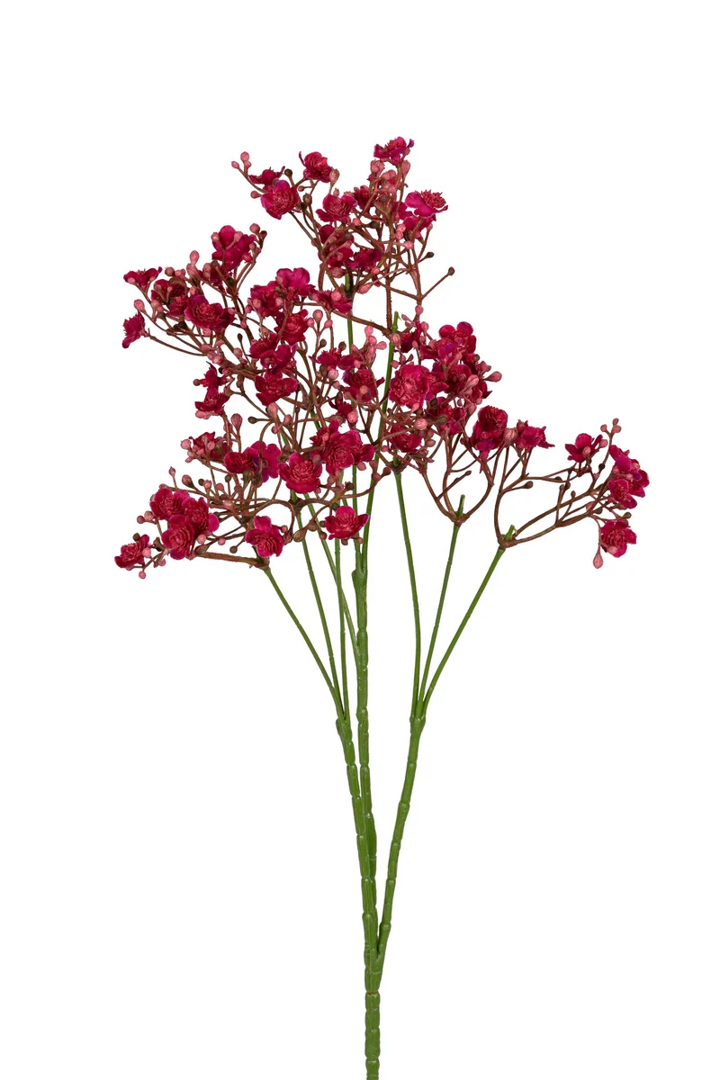 Gypsophila 70cm kirschrot