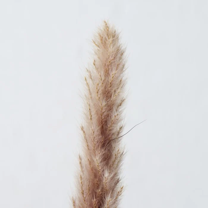 Dekozweig Pampasgrass 6 tlg.