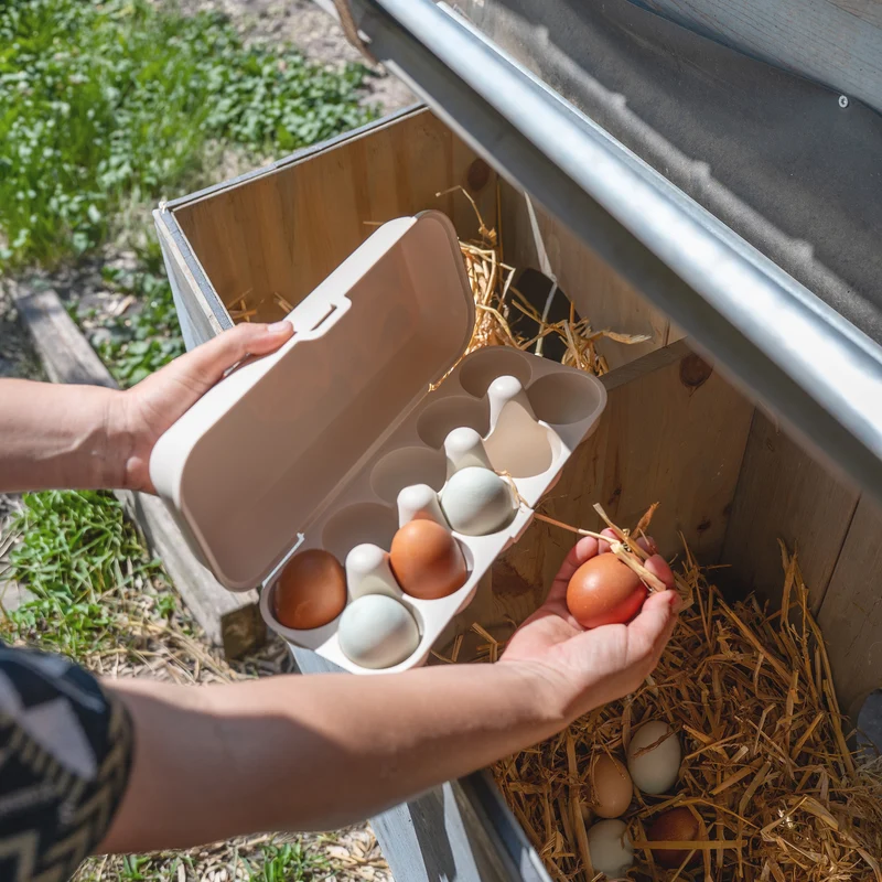 Eierbox EGGS TO GO CREATIVE CHICKS