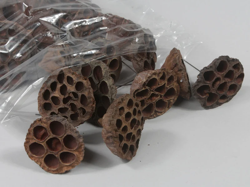 Lotus 3-5cm on wire 10cm natural 100pcs
