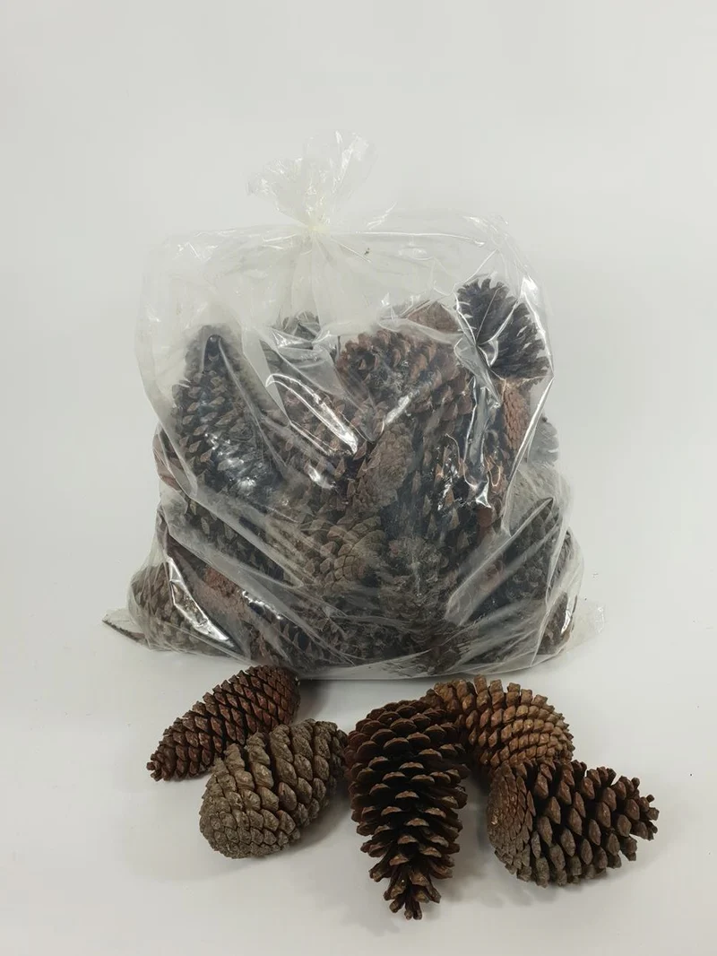 KIEFER MARITIMA14-18 CM GEBLEICHT POLY/50 STK