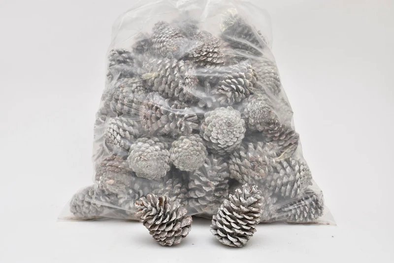 PINUS PINEA