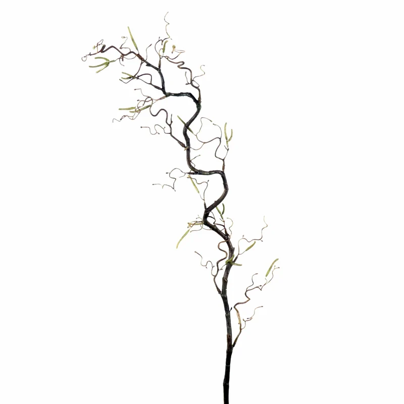 Corylus Contorta L120cm Natur