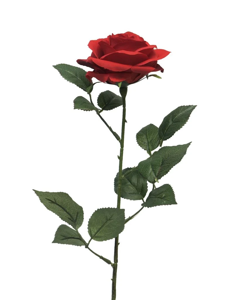 Rosa Dijon rot 64cm