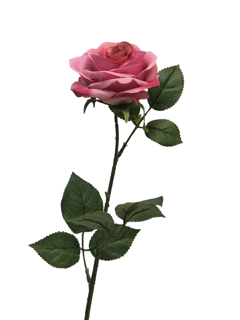 Rosa Dijon dunkelrosa 64cm