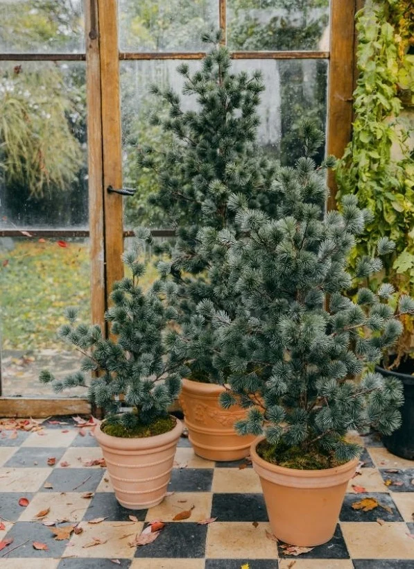 Cedar pine in pot 150cm green (knock down packing)