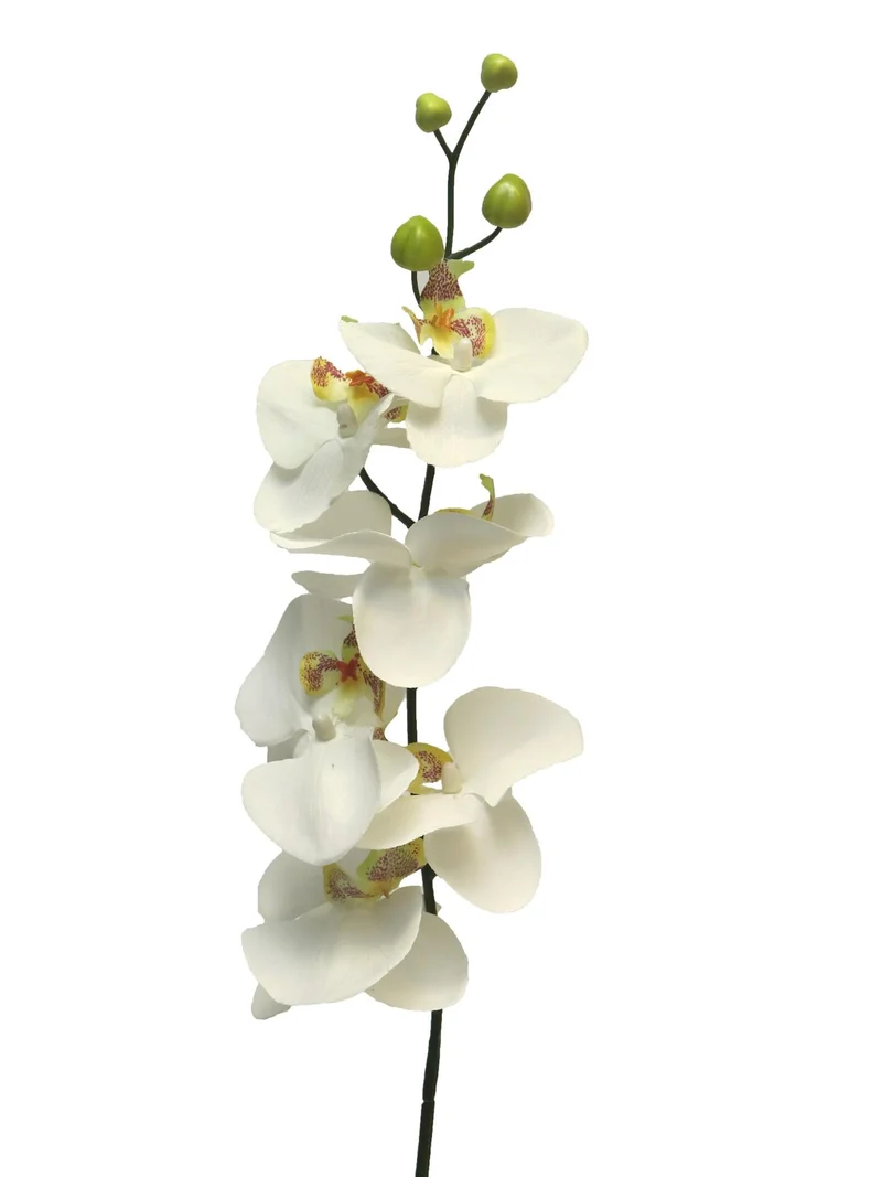 Phalaenopsis 'Milan' Creme 78 cm