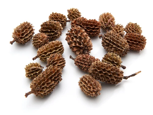 Casuarina natural 500 Gramm
