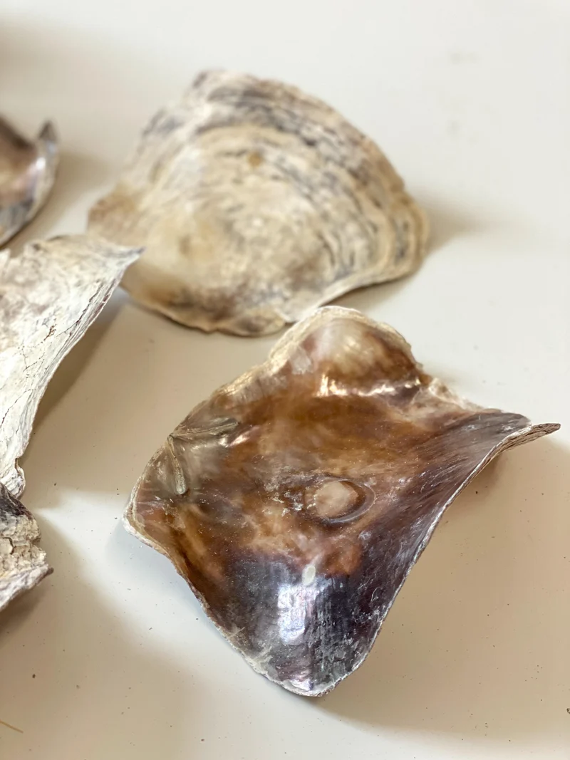 Placuna natural 1KG in net