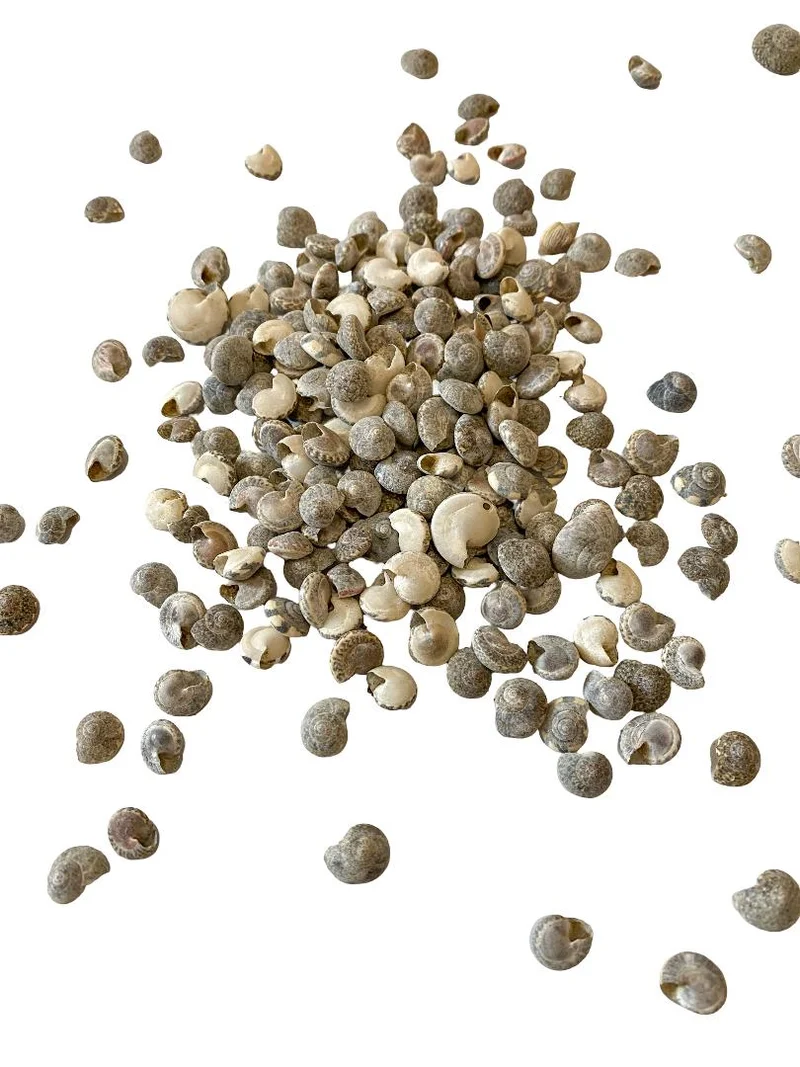 Umbonium ''Black'' 500gr