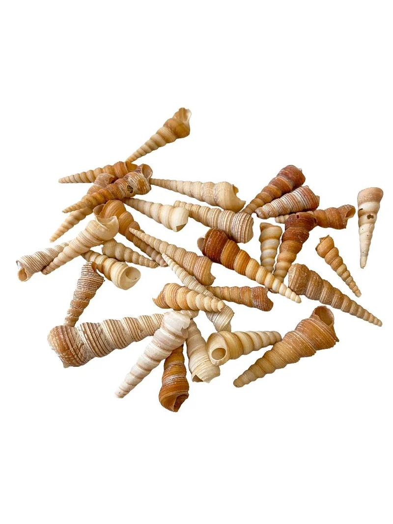 Turritella terebra 500gr
