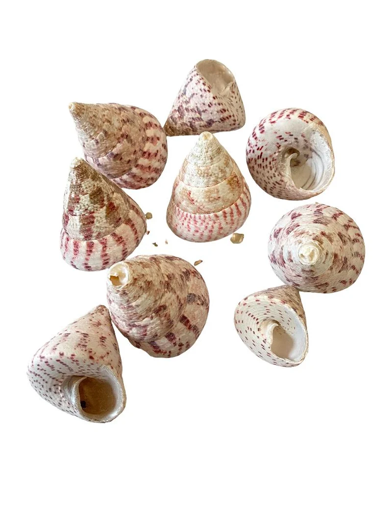 Trochus maculatus 500gr