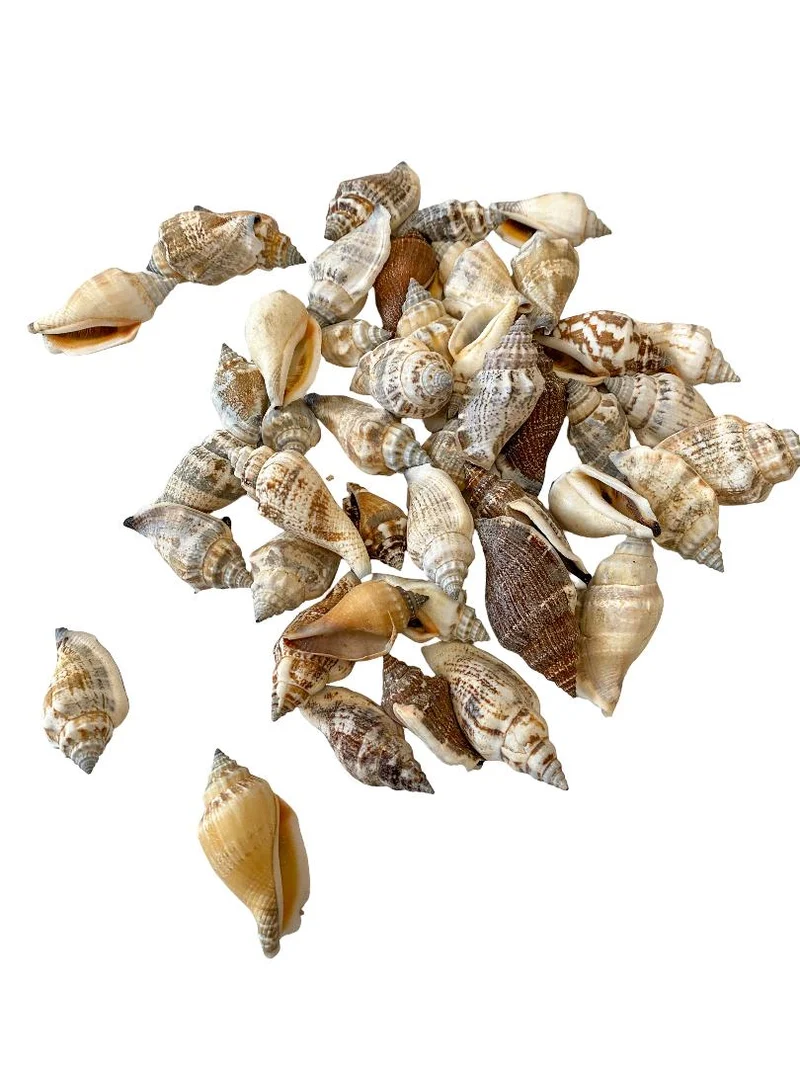 Strombus urceus 500gr