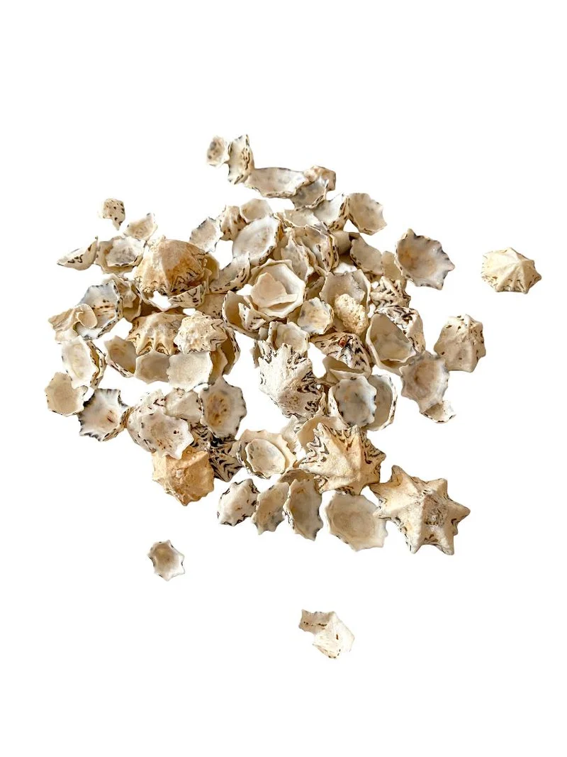 Patelloida saccharina 500gr