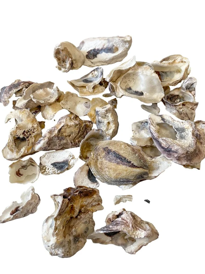 Crassostrea gigas 500gr