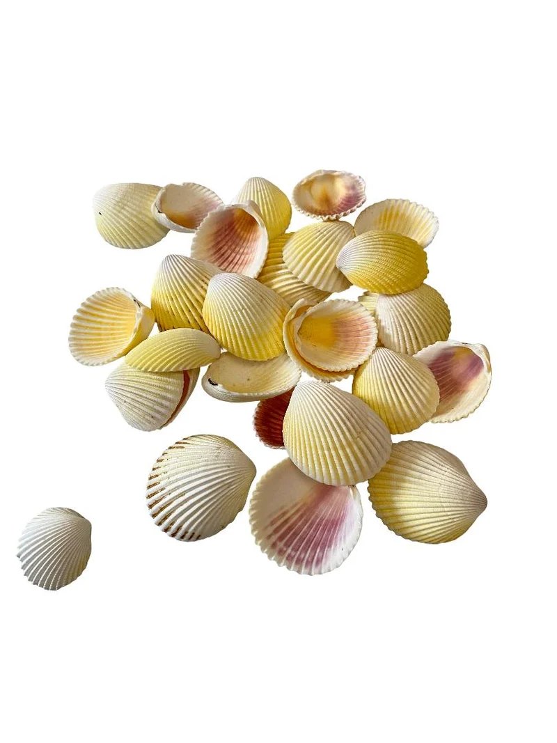 Cardium flavus 500gr