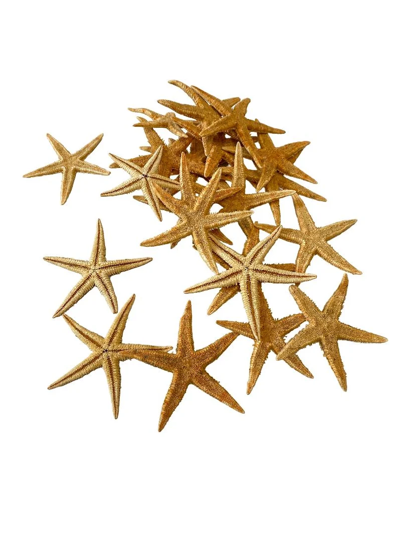 Sugar starfish ±6cm naturel 50pcs