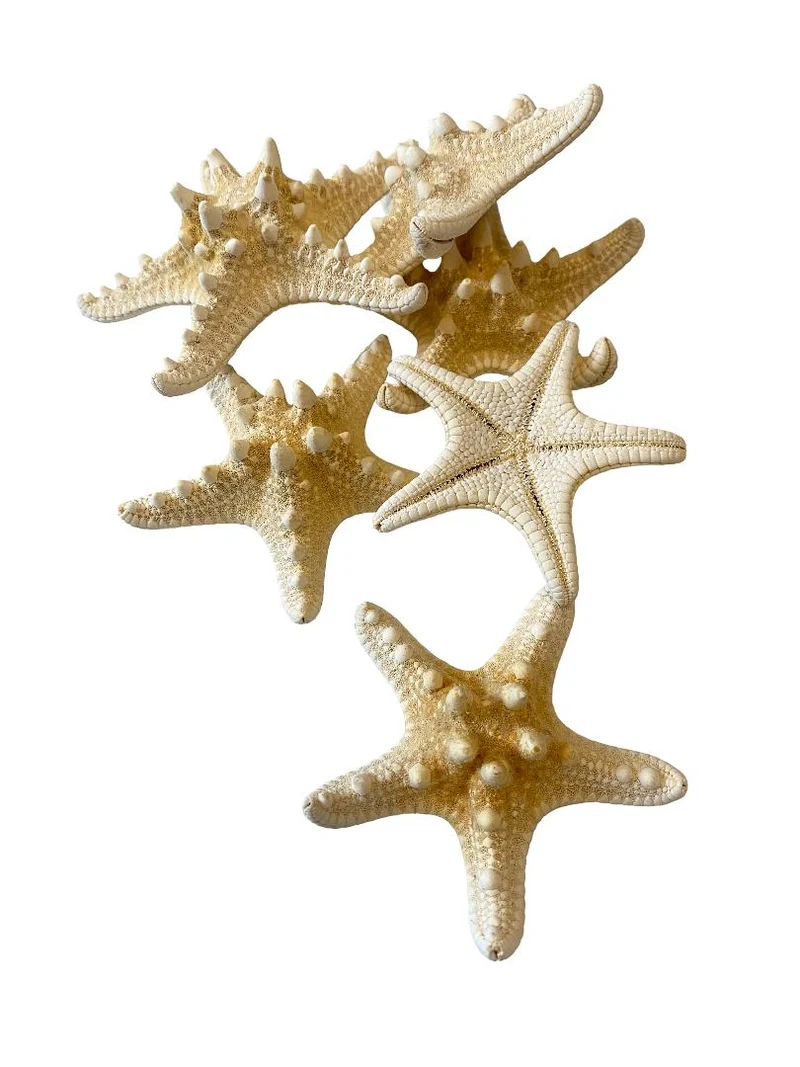 Knobby starfish bleached 7-10cm 15pcs