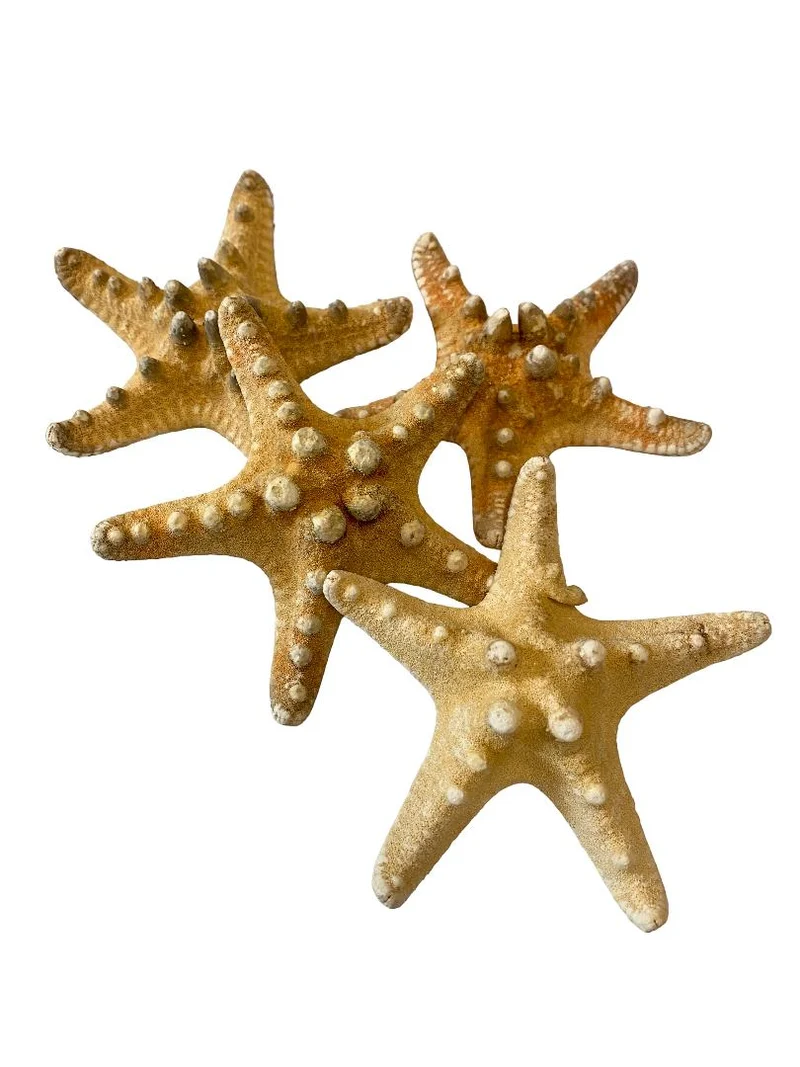 Knobby starfish natural 7-10cm 15pcs