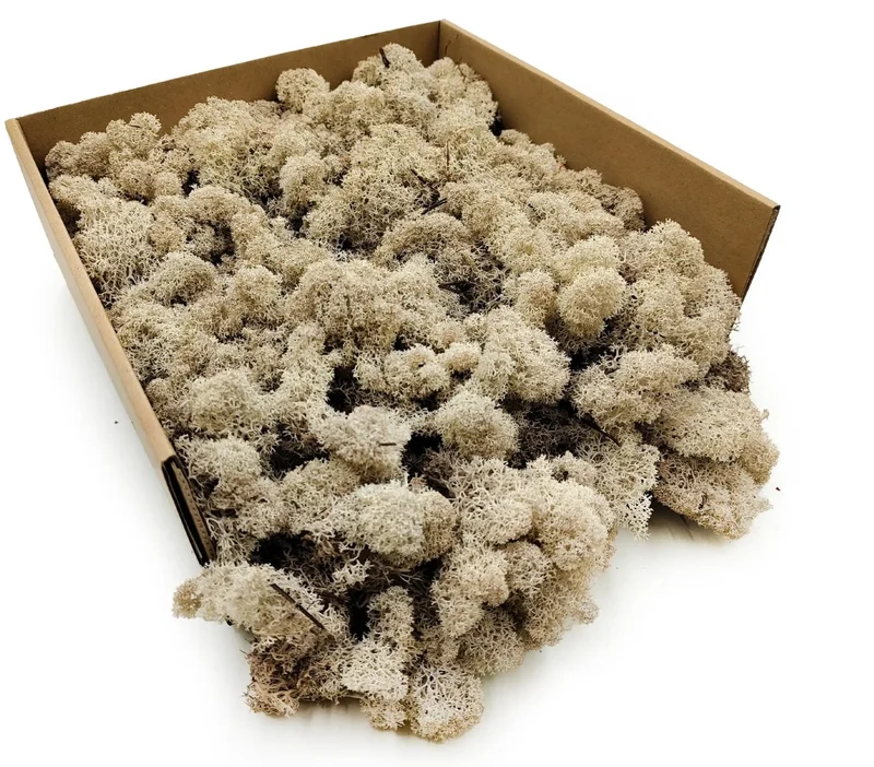 Isländisches Moos präpariert BULK natur 2,5kg