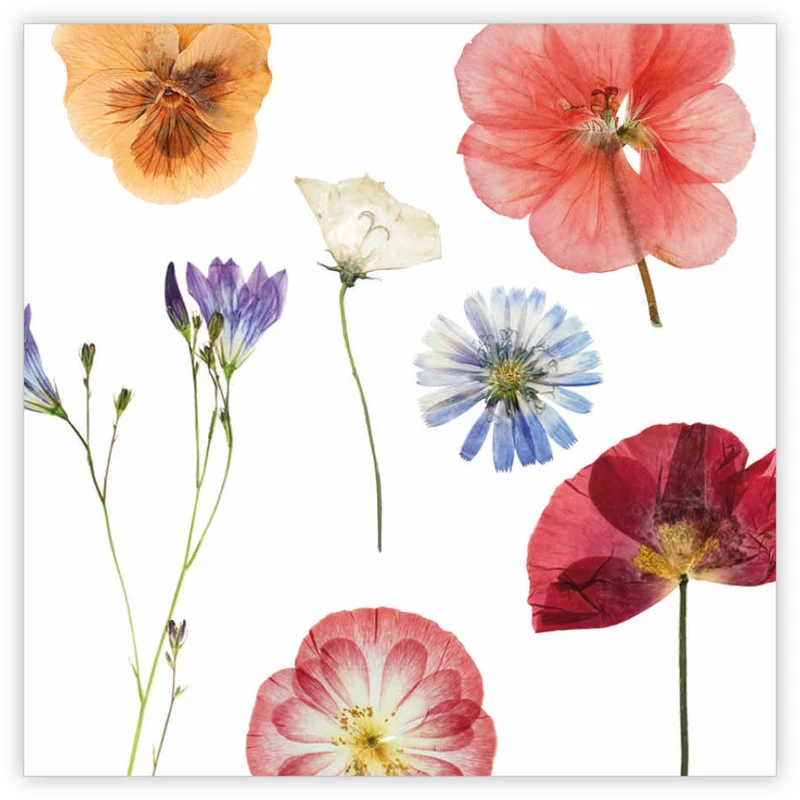 Päckchen à 12 Geschenkkarten Le Jardin Blanco