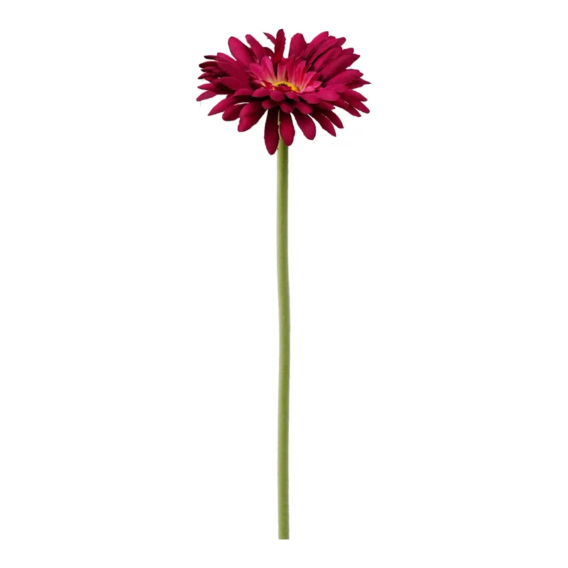 Einzelne Gerbera 55cm beauty