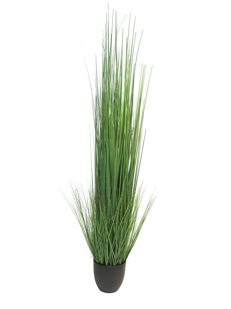 König festuca grün im Topf 150cm