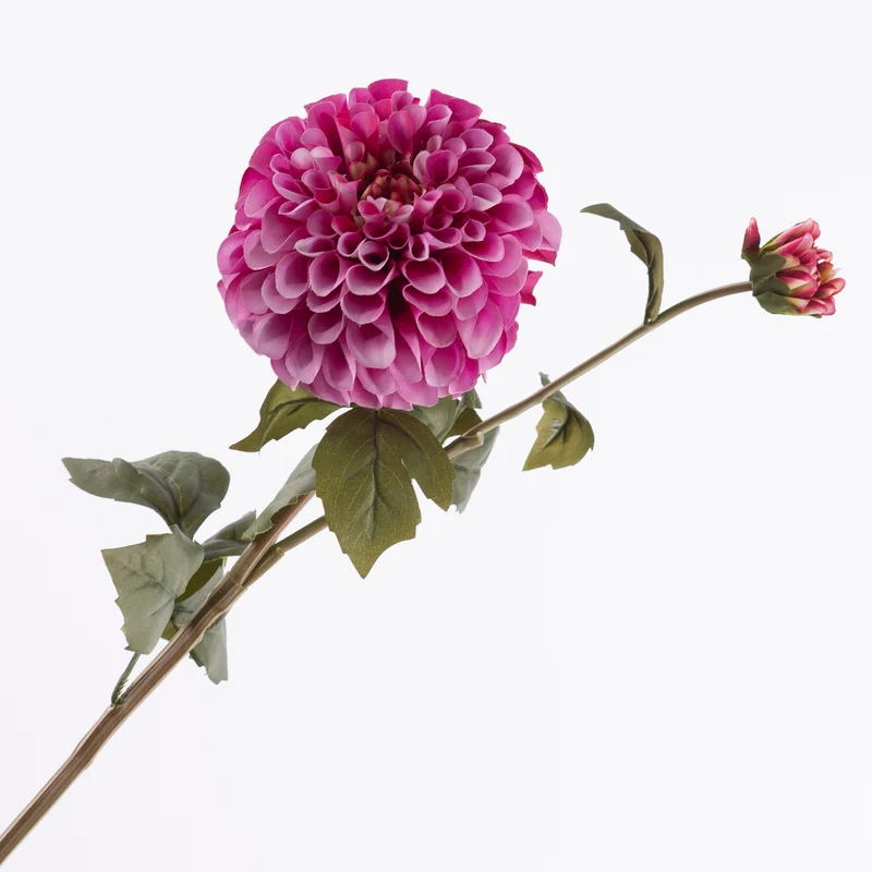 Dahlie Spray x 1 Blüte 1 Knospe Beauty 67cm