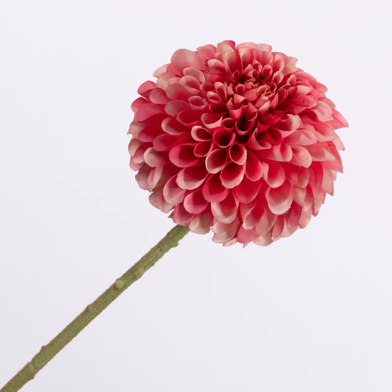 Dahlie Rosa 64cm