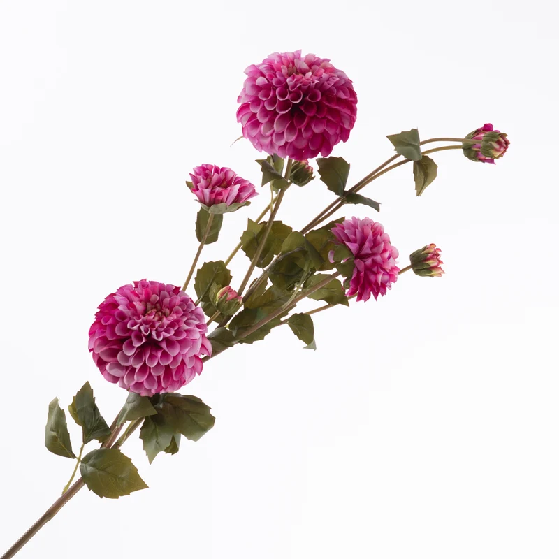 Dahlie Spray x4 Stiele 5 Bud Beauty 113cm