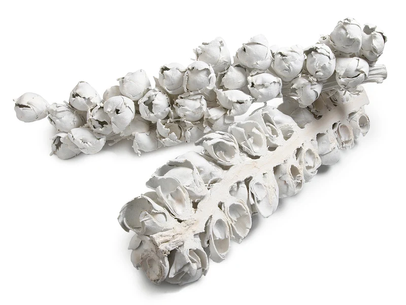 Cacho Coco (halb) Frost. weiß 60-70cm