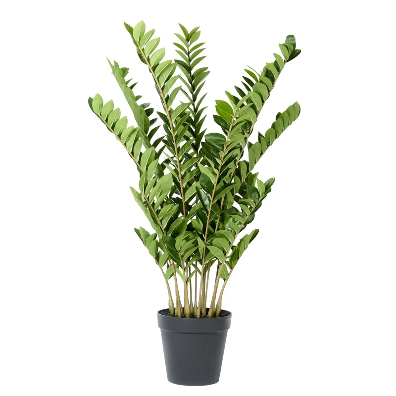 Zampifolia-Pflanze im Topf 135 cm grün