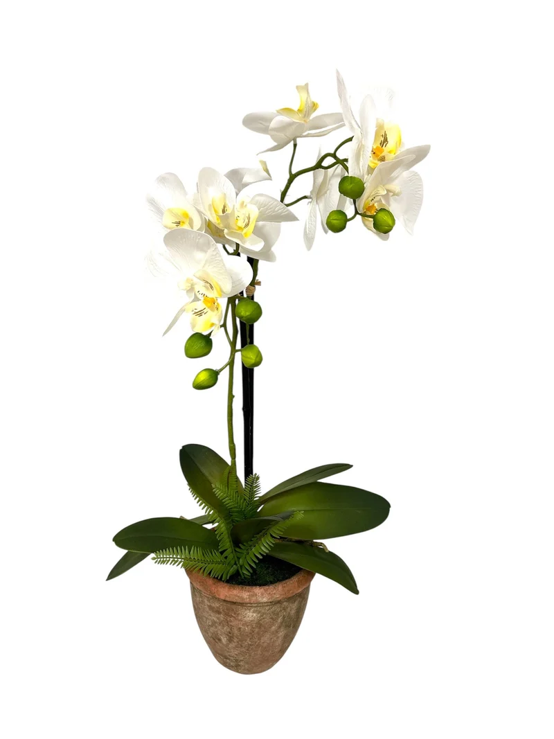 Orchidee 2 Rispen + Farn im Keramiktopf H61cm weiß