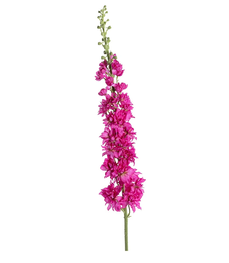 Delphinium XL L135cm Cerise