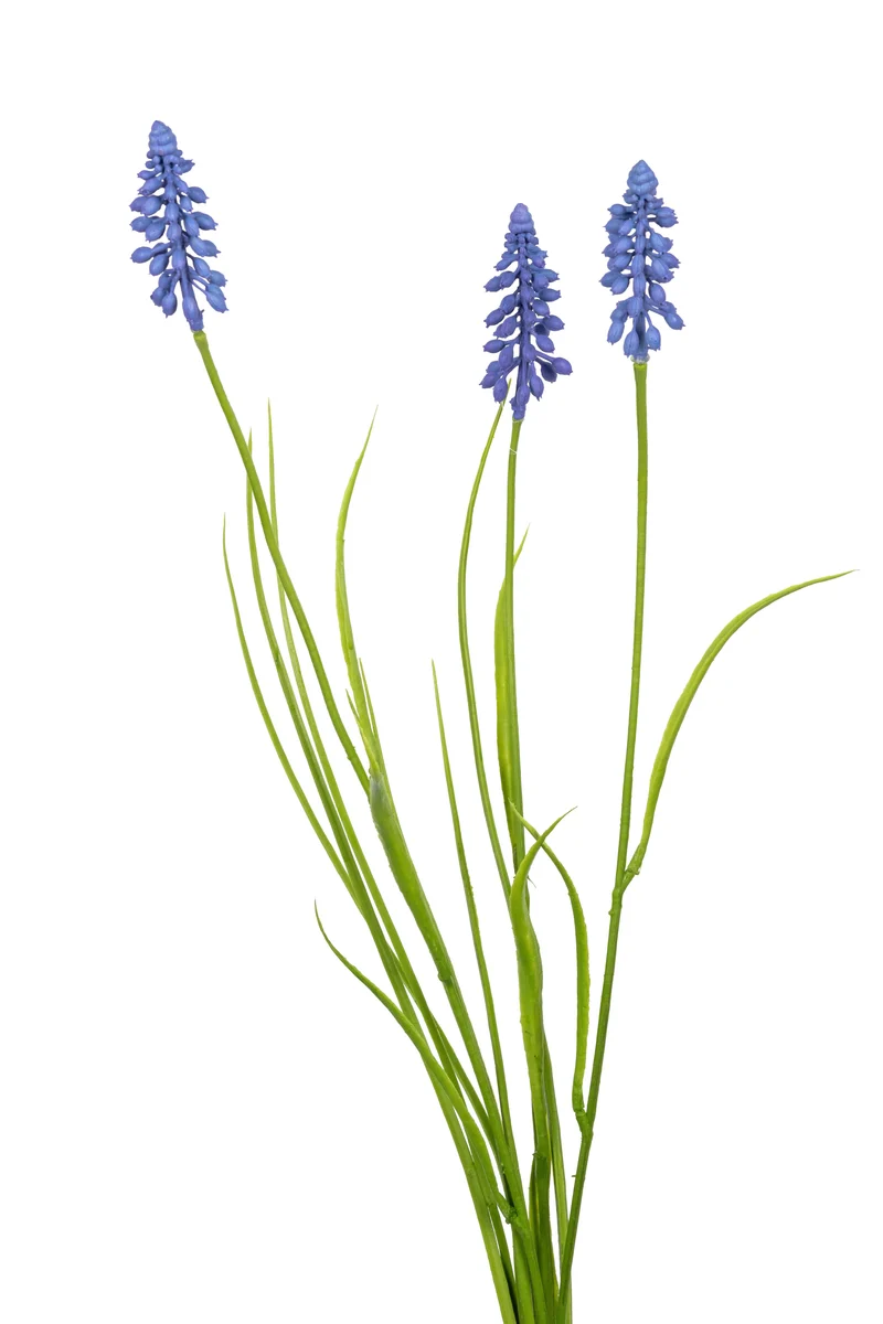 Muscari/Gras L70cm blau