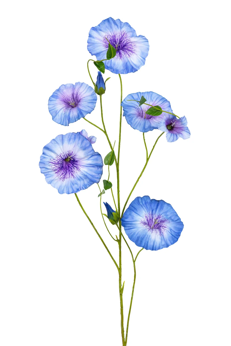 Prunkwinde 90cm blau/lila