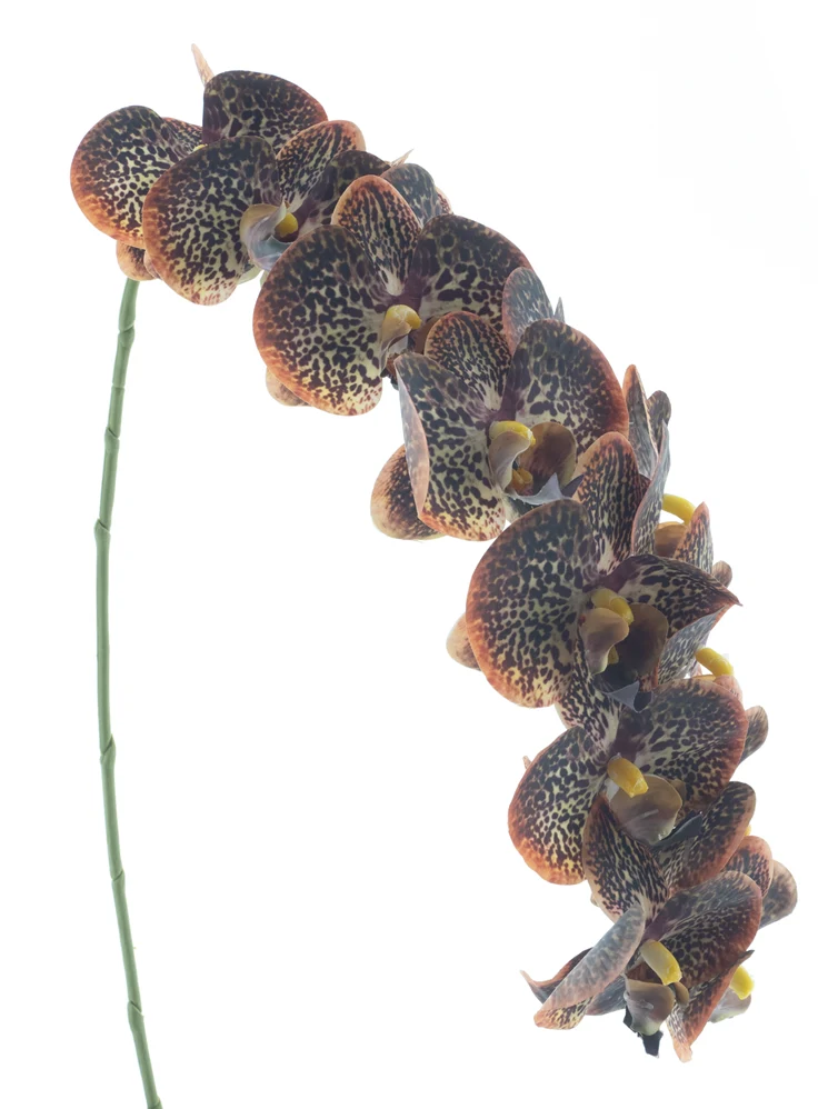 Phalaenopsis-Spray RT Bensa orange/braun 111cm