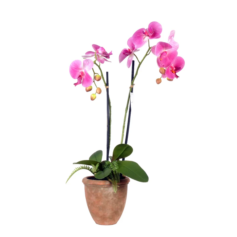 Orchidee 2 Rispen + Farn in Keramiktopf H61cm rosa