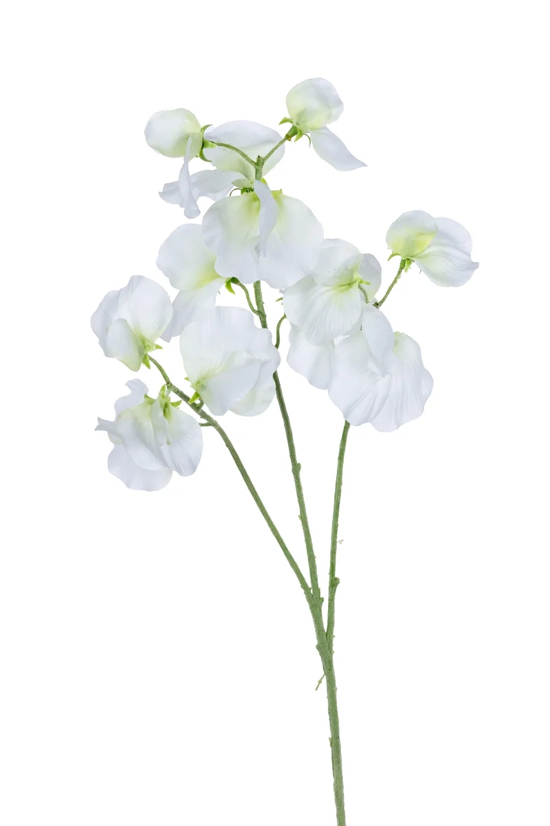 Prachtwicke 68cm weiß