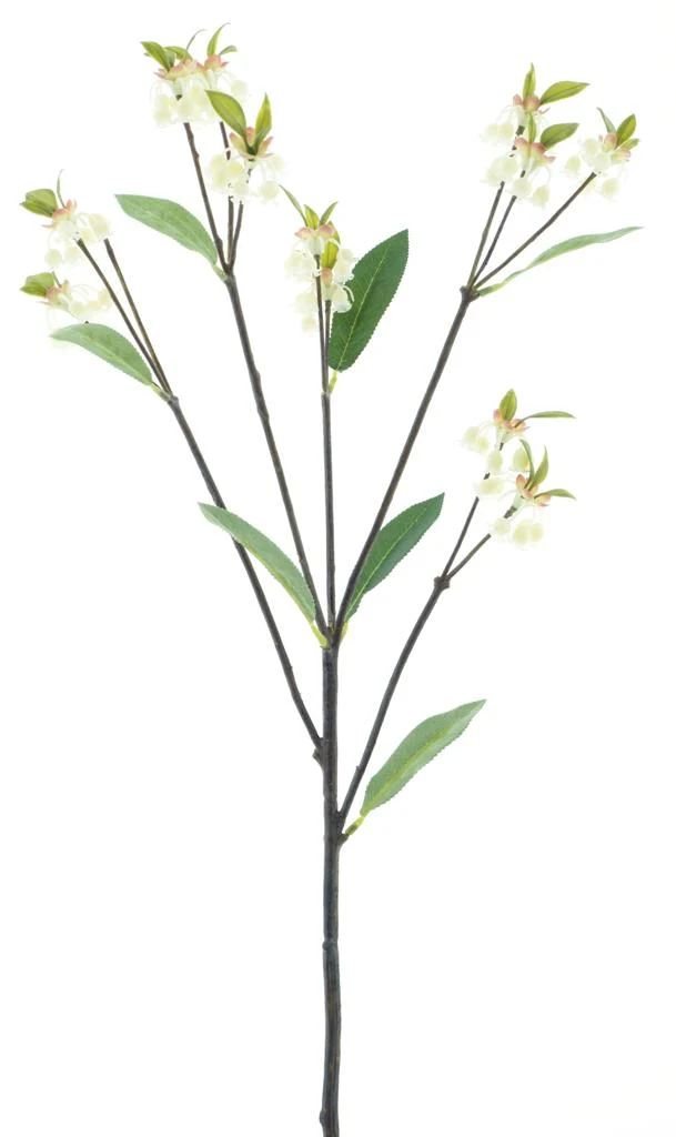 Enkianthus Quinqueflorus weiß 61cm