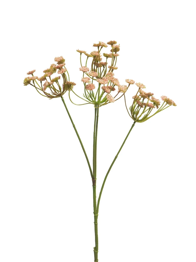 Anethum Spray Rosa 68cm
