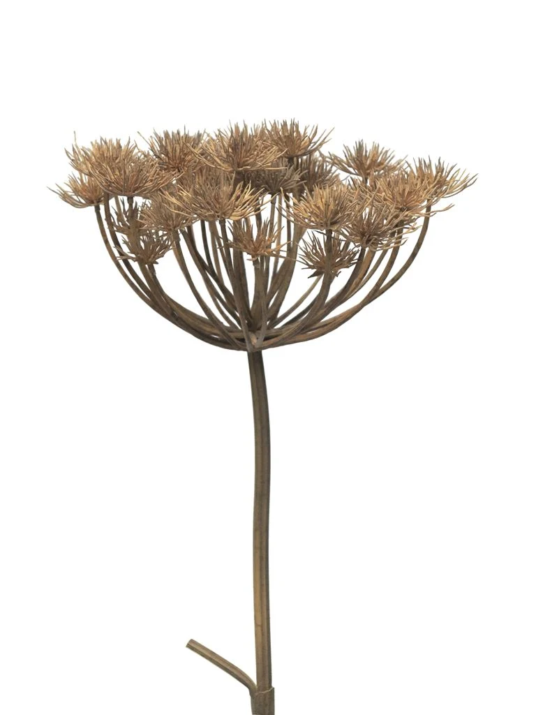 Heracleum grau/braun 98cm