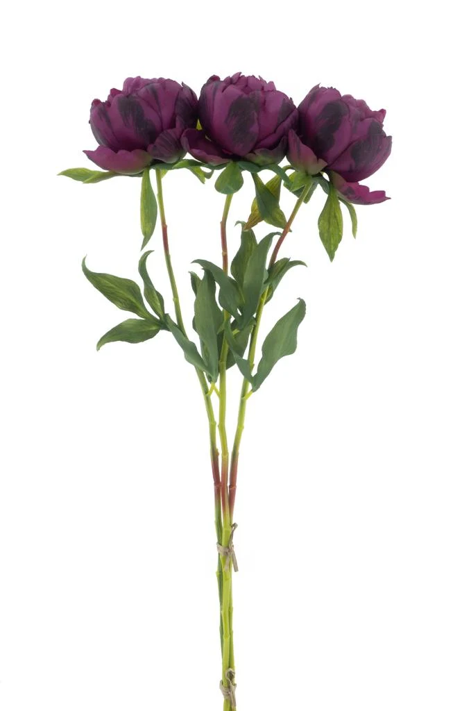 Paeonie Marlie Bund 3 Stk. Aubergine 63cm