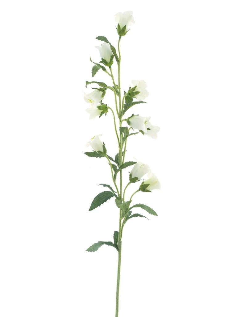 Glockenblume Spraycreme 88cm