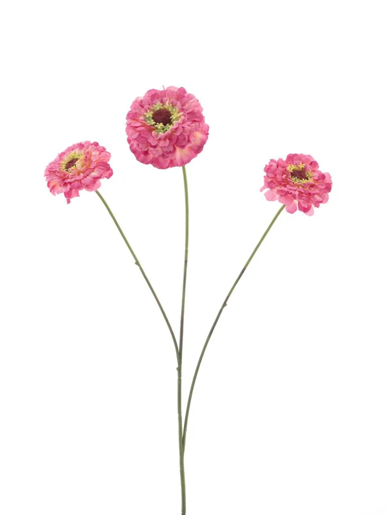Zinnie elegans Spray altrosa 60cm