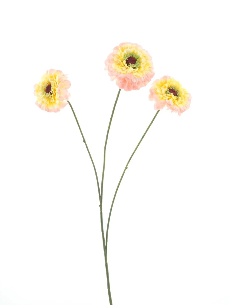 Zinnie elegans Spray pink 60cm