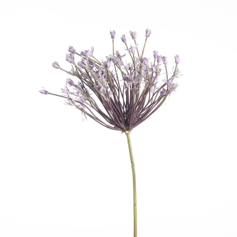 Allium Schubertii L120cm Lavendel