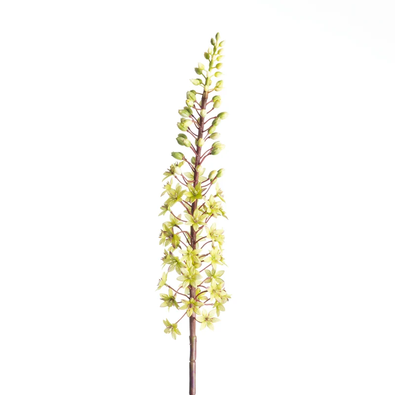 Eucomis Spray L87cm Grün